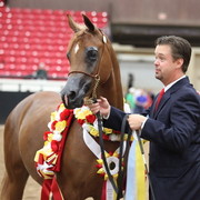 2011 Breeders World Cup | Championships