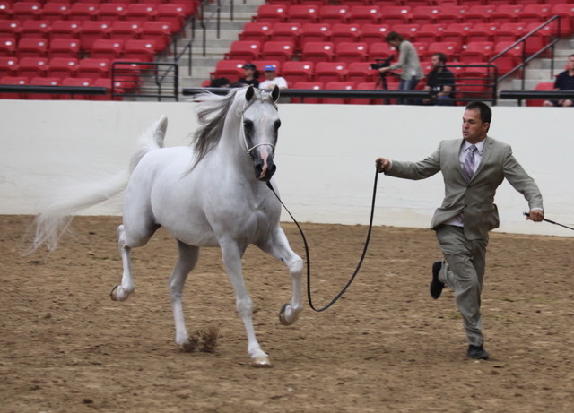 2011 Breeders World Cup | Championships