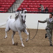 2011 Breeders World Cup | Championships