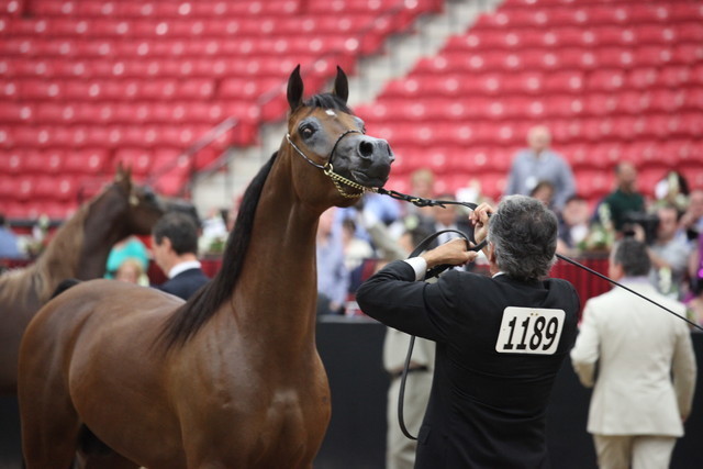 2011 Breeders World Cup | Championships
