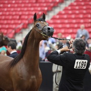 2011 Breeders World Cup | Championships
