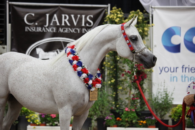 2011 Breeders World Cup | Championships