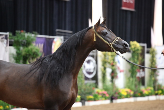 2011 Breeders World Cup | Championships