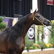 2011 Breeders World Cup | Championships