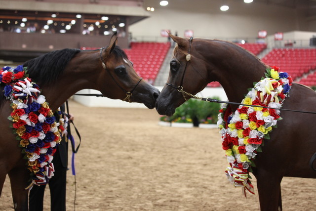 2011 Breeders World Cup | Championships