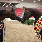 2011 Breeders World Cup | Championships