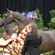 2011 Breeders World Cup | Championships