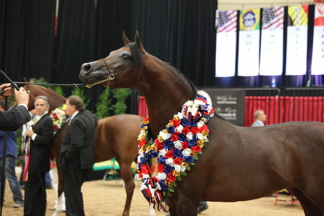 2011 Breeders World Cup | Championships