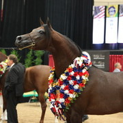 2011 Breeders World Cup | Championships