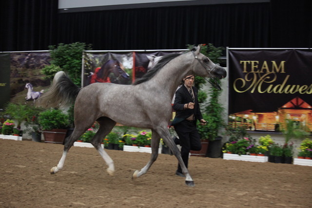 2011 Breeders World Cup | Championships