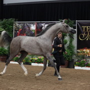 2011 Breeders World Cup | Championships