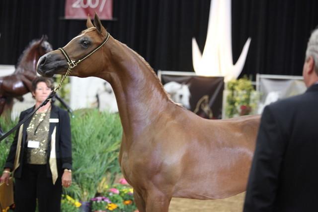 2011 Breeders World Cup | Championships