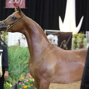 2011 Breeders World Cup | Championships