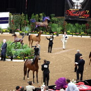 2011 Breeders World Cup | Championships