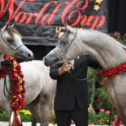 2011 Breeders World Cup | Championships