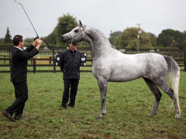 New Zealand Arabian Nationals
