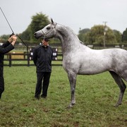 New Zealand Arabian Nationals