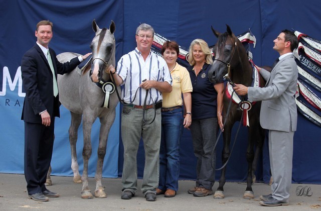 New Zealand Arabian Nationals