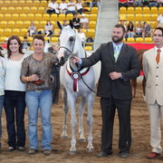 New Zealand Arabian Nationals