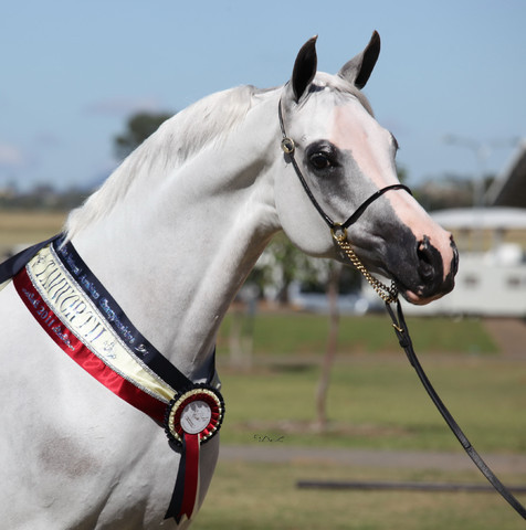 New Zealand Arabian Nationals