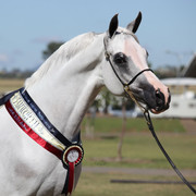 New Zealand Arabian Nationals