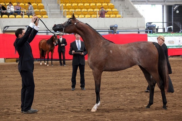 New Zealand Arabian Nationals