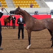 New Zealand Arabian Nationals