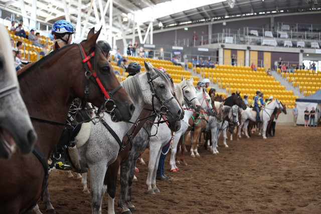 New Zealand Arabian Nationals