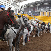 New Zealand Arabian Nationals