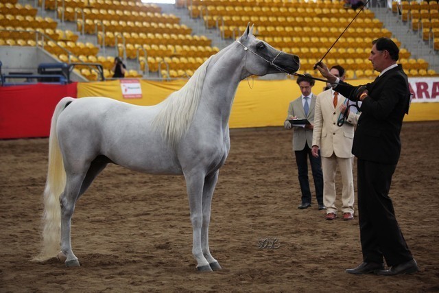 New Zealand Arabian Nationals