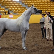 New Zealand Arabian Nationals