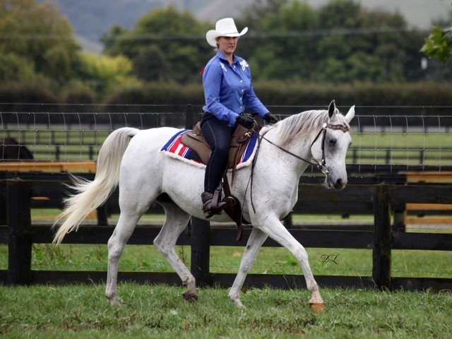New Zealand Arabian Nationals
