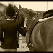 New Zealand Arabian Nationals