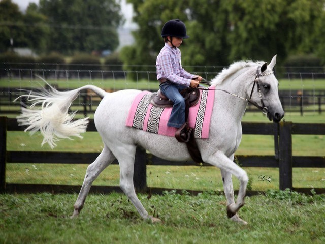 New Zealand Arabian Nationals