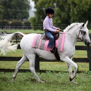 New Zealand Arabian Nationals