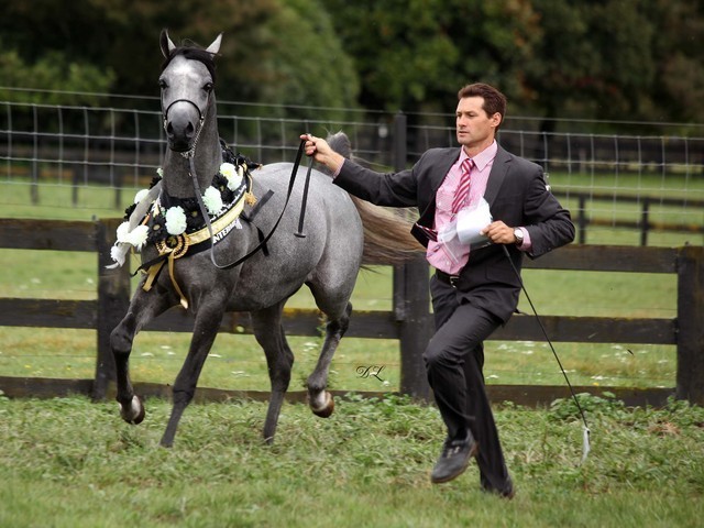 New Zealand Arabian Nationals