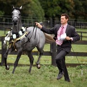 New Zealand Arabian Nationals