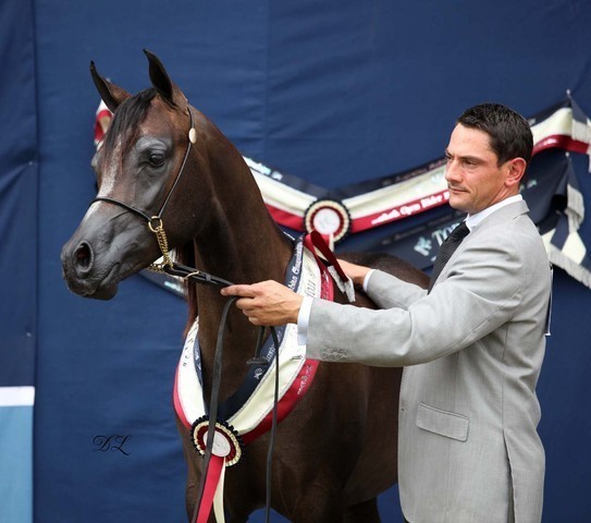 New Zealand Arabian Nationals