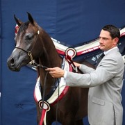 New Zealand Arabian Nationals