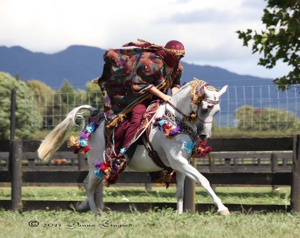 New Zealand Arabian Nationals