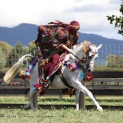 New Zealand Arabian Nationals