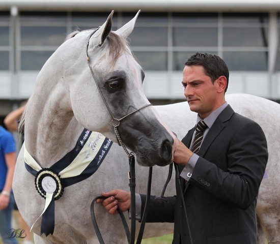 New Zealand Arabian Nationals