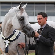 New Zealand Arabian Nationals