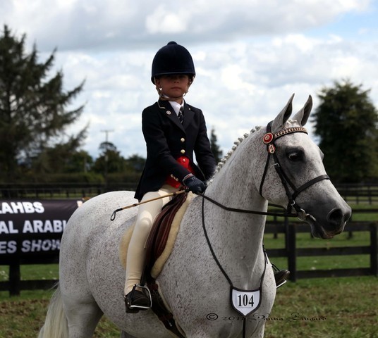 New Zealand Arabian Nationals