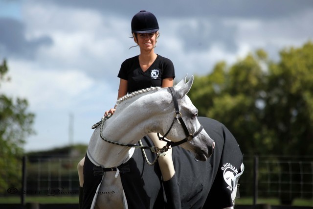 New Zealand Arabian Nationals