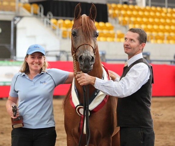 New Zealand Arabian Nationals