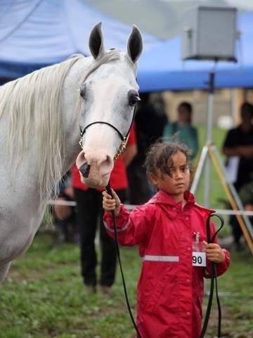 New Zealand Arabian Nationals