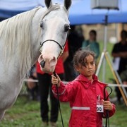 New Zealand Arabian Nationals