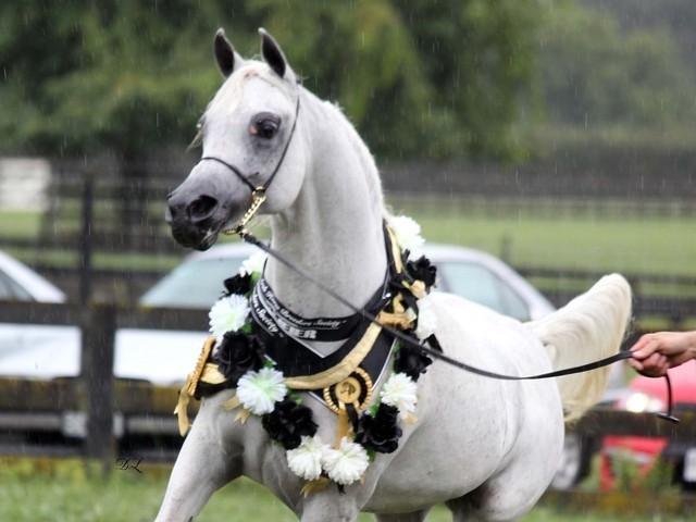 New Zealand Arabian Nationals