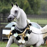 New Zealand Arabian Nationals